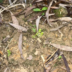 Selaginella ciliaris