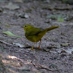 Myiothlypis flaveola