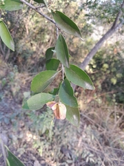 Wimmeria concolor