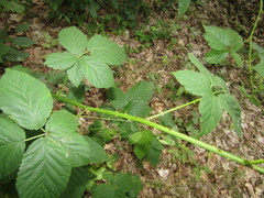 Rubus bertramii
