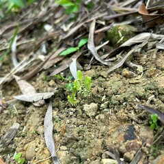 Selaginella ciliaris