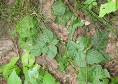 Rubus bertramii