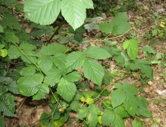 Rubus bertramii