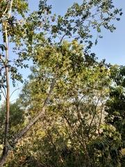 Wimmeria concolor