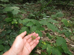 Rubus bertramii