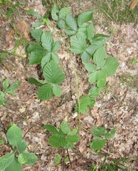 Rubus bertramii