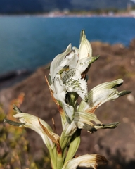 Chloraea piquichen
