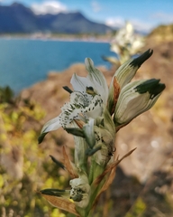 Chloraea piquichen
