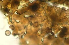 Polyschismium perforatum