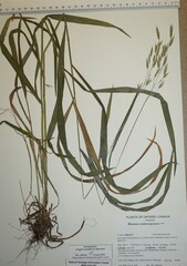 Bromus nottowayanus