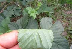 Rubus fruticosus