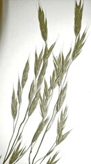 Bromus nottowayanus
