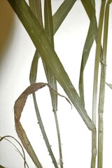 Bromus nottowayanus