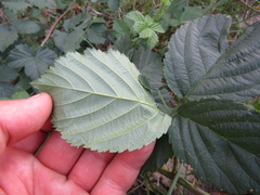 Rubus fruticosus