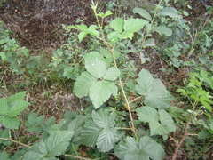 Rubus fruticosus