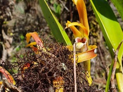 Maxillaria luteoalba