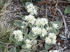 Alternanthera pumila