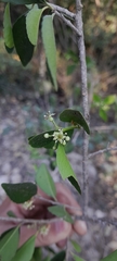 Wimmeria concolor