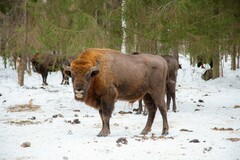Bison bonasus