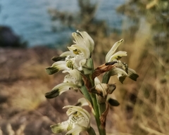 Chloraea multiflora