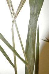 Bromus nottowayanus