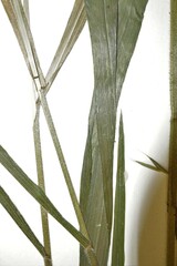 Bromus nottowayanus