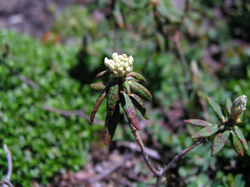 Rhododendron groenlandicum legacy iNaturalist observation