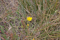 Potentilla ovina
