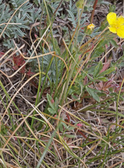Potentilla ovina