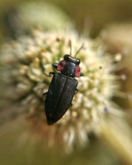 Romanophora verecunda