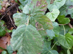 Stigmella aurella