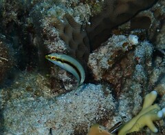 Halichoeres scapularis