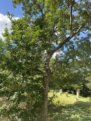 Celtis africana