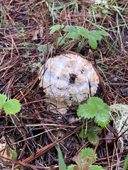 Amanita magniverrucata