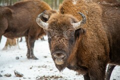 Bison bonasus