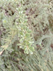 Escallonia virgata