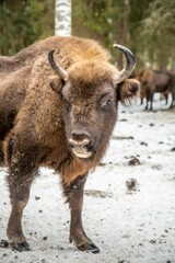 Bison bonasus