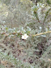 Escallonia virgata