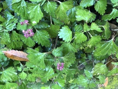 Nanocnide japonica