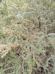 Escallonia virgata