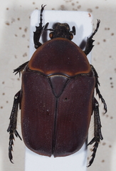 Pachnoda marginata
