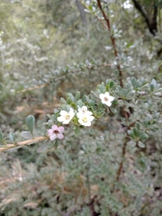 Escallonia virgata