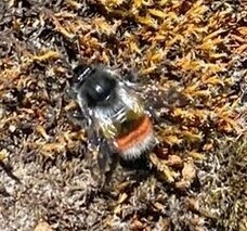 Bombus rufofasciatus