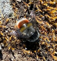 Bombus rufofasciatus