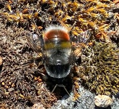 Bombus rufofasciatus