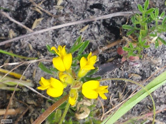 Rhynchosia ferulifolia