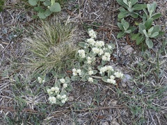 Alternanthera pumila