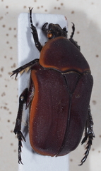 Pachnoda marginata