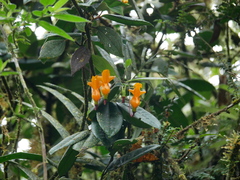 Columnea