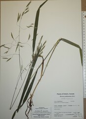 Bromus nottowayanus